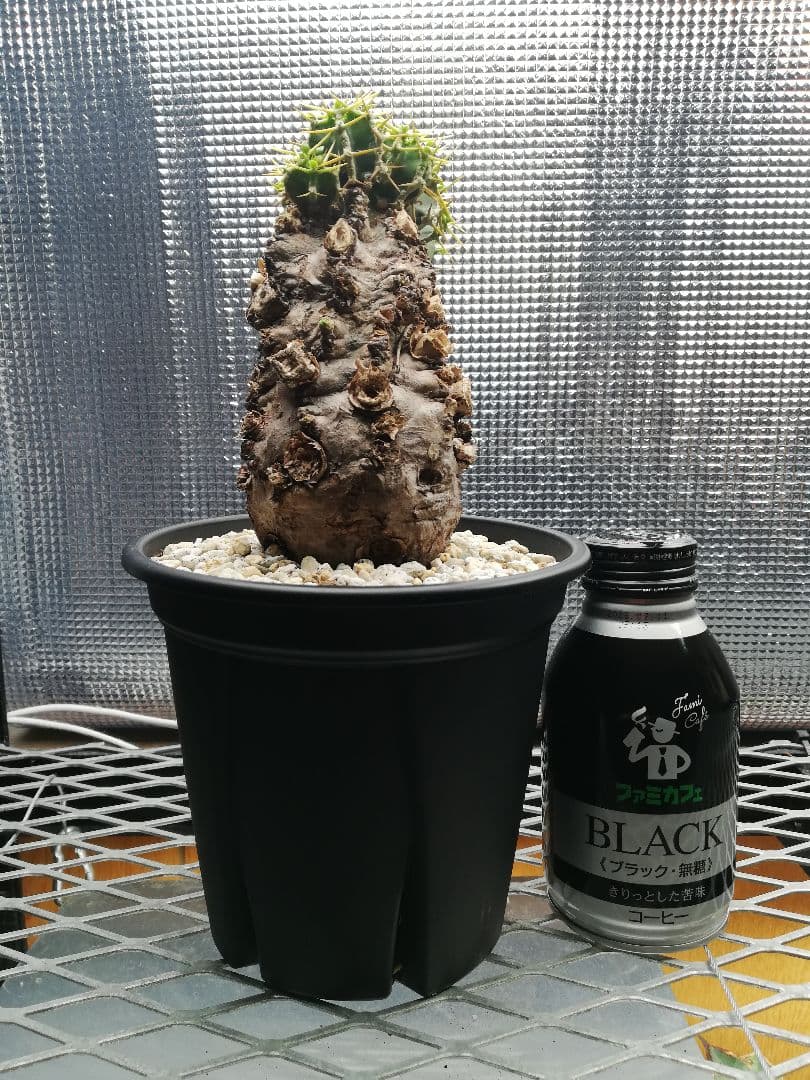 美株‼️ユーフォルビア ムランジーナ