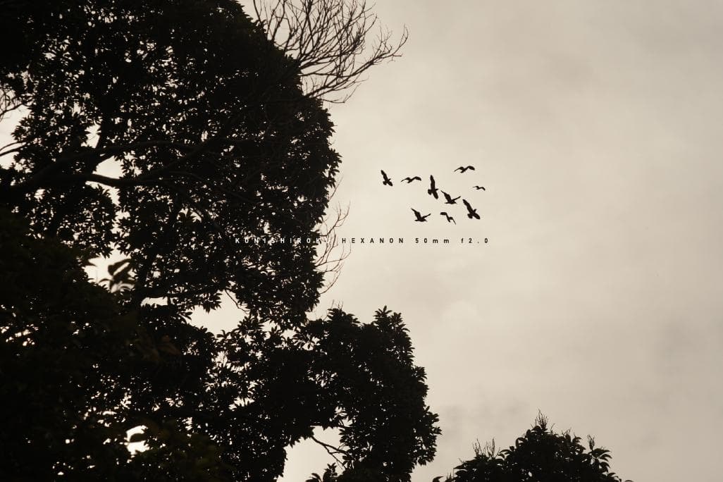 ★レア★ 小西六 HEXANON 50mm F2.0 LMマウント改造レンズ