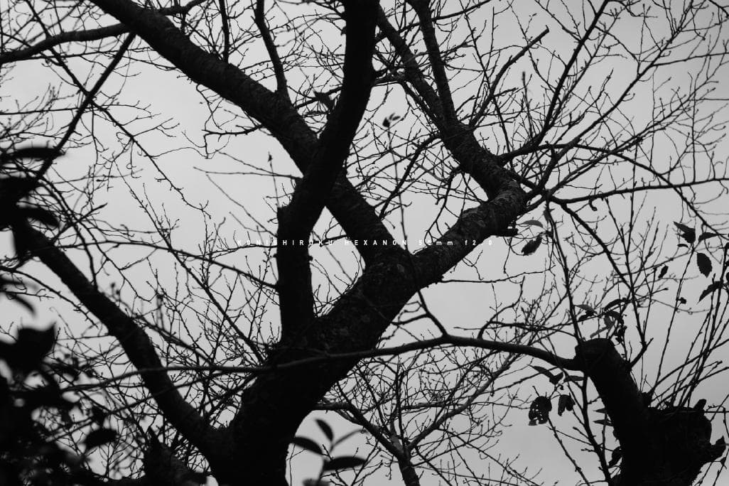 ★レア★ 小西六 HEXANON 50mm F2.0 LMマウント改造レンズ