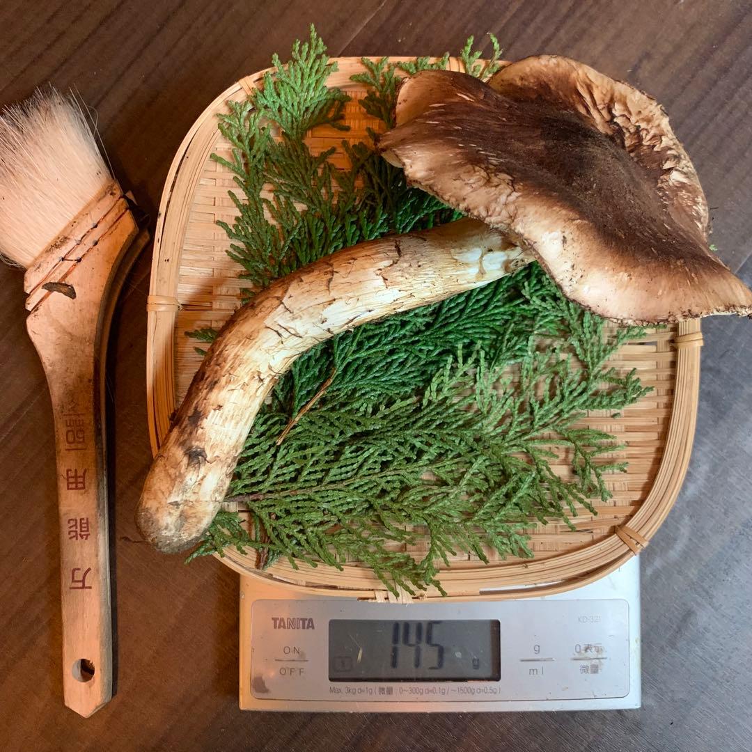 10番【岩手県産天然松茸】収穫最終国産本場　大開き採れたて　食材仕入れ専門セット