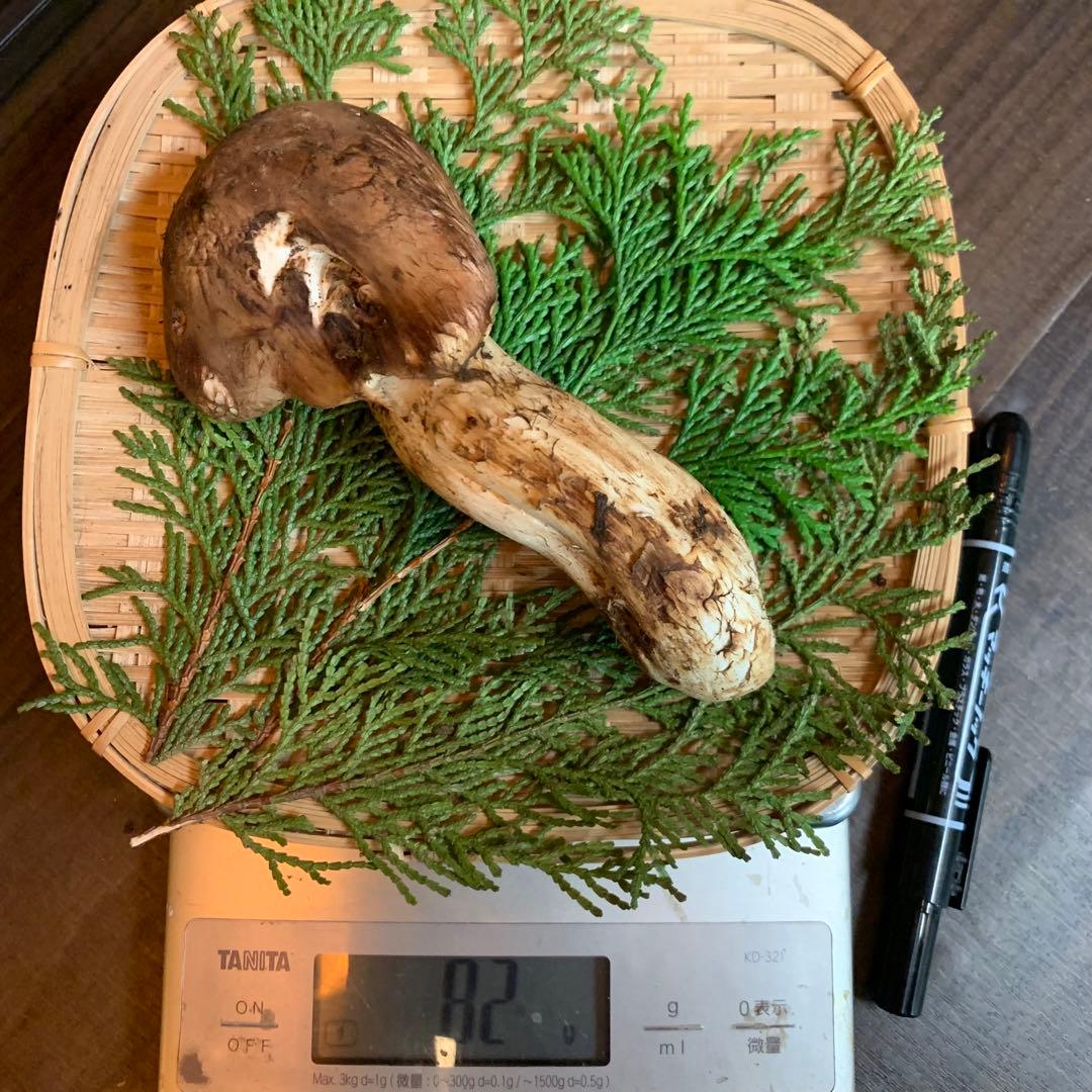 10番【岩手県産天然松茸】収穫最終国産本場　大開き採れたて　食材仕入れ専門セット