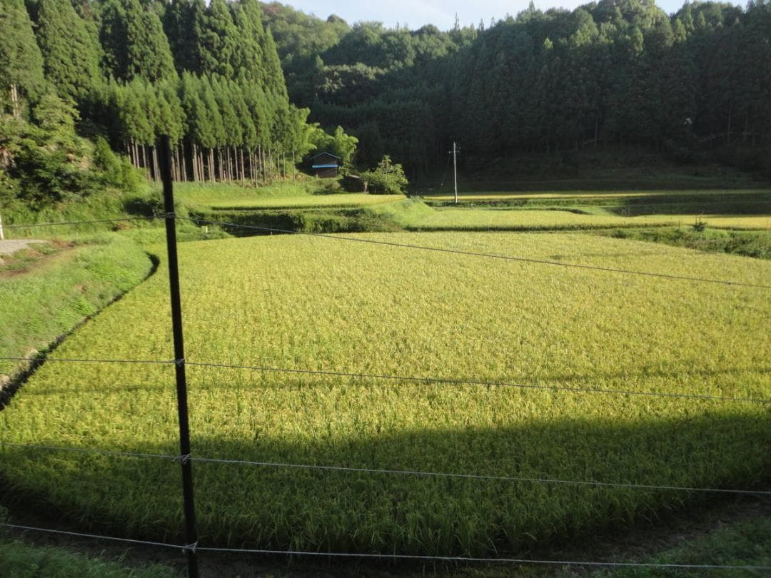 令和7年度 【湧き水栽培】農薬不使用玄米　ひとめぼれ 30㎏　奈良の農家直送