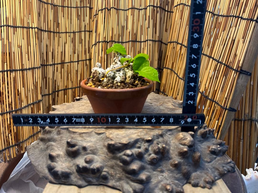 ✨✨✨オキナワイボオオハマボウ【◎良品素材】/ハート葉happy♪セール♪