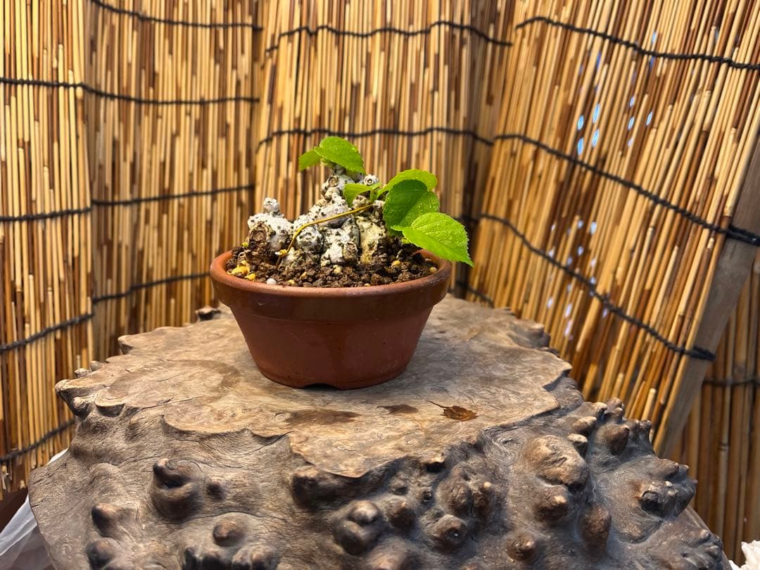 ✨✨✨オキナワイボオオハマボウ【◎良品素材】/ハート葉happy♪セール♪