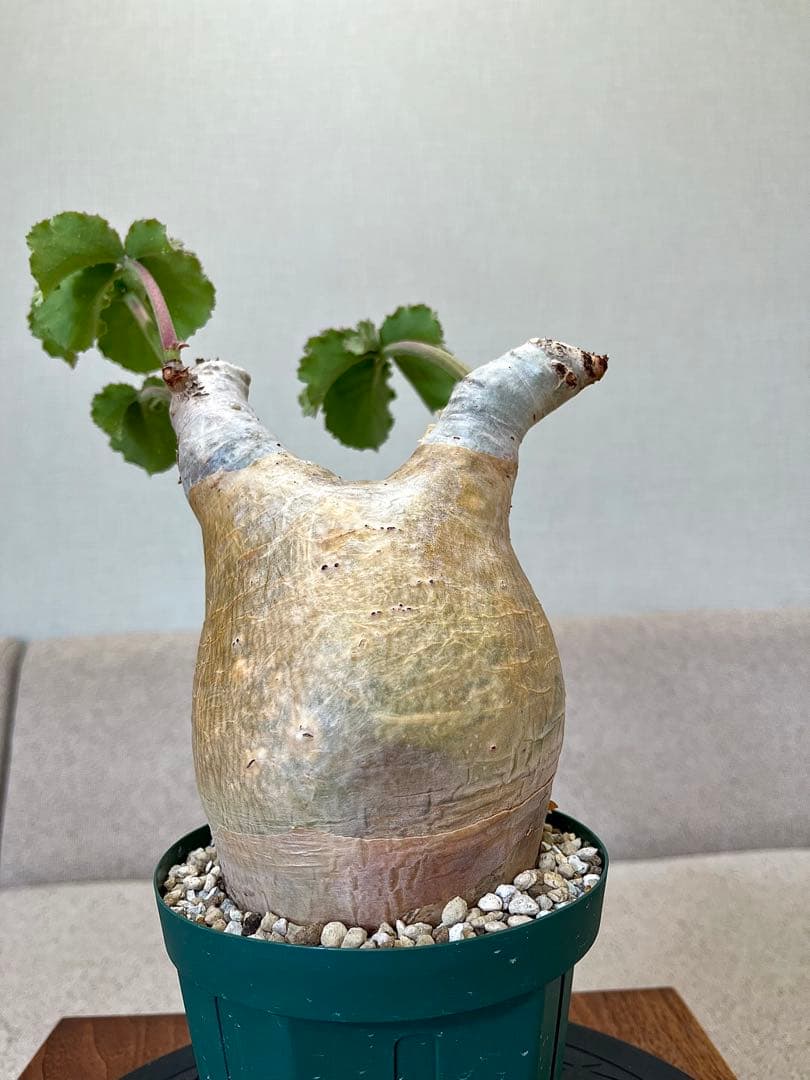 キフォステンマ マクロプス 現地球