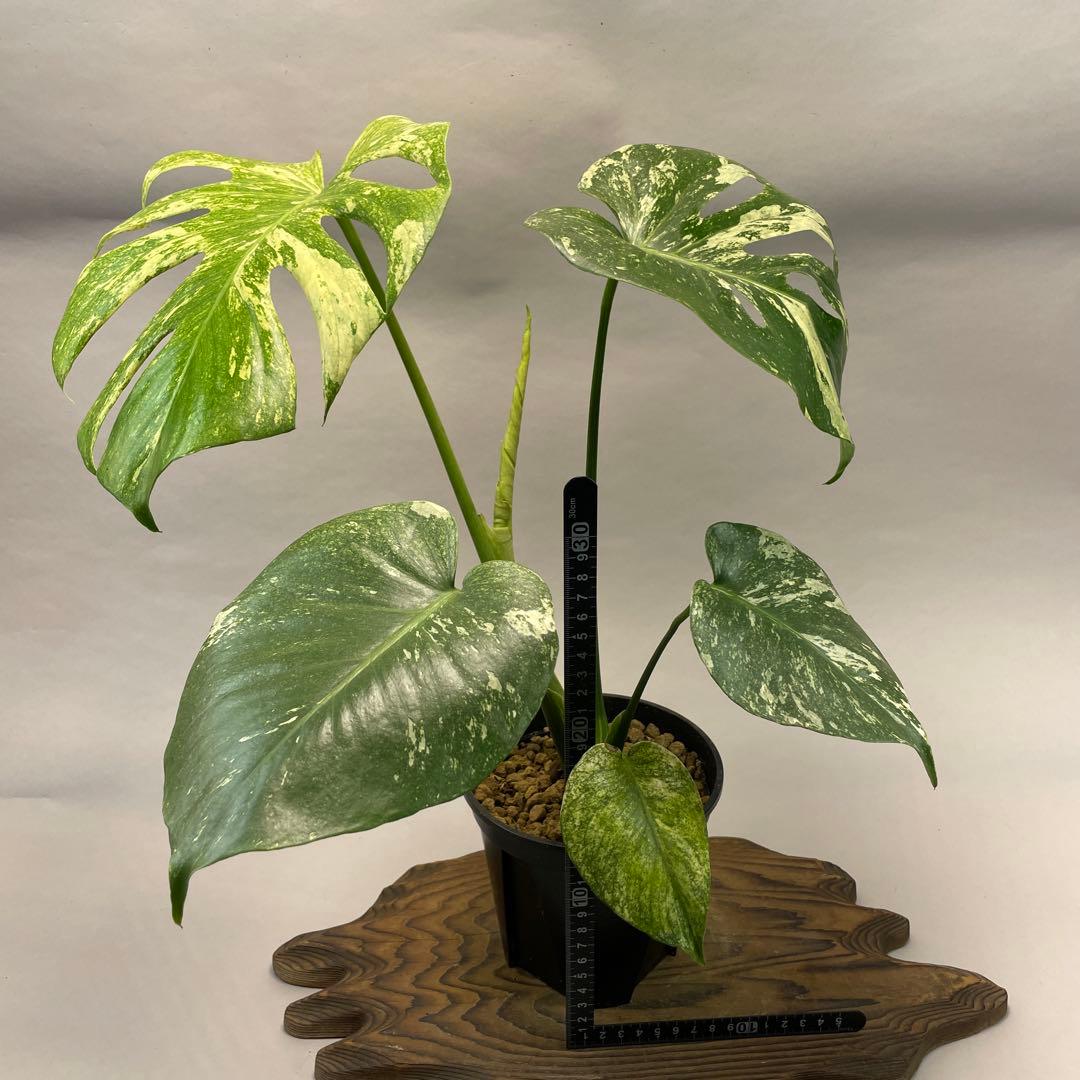 h*）様 L024ホワイトモンスター 天津蘭 モンステラ斑入り