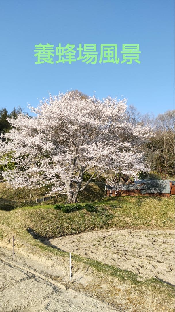 国産百花蜜【600グラム4本】2025/5/23採蜜　非加熱無添加生蜂蜜