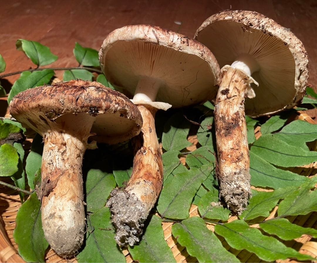 南信州産松茸　10/13夕方採り211g