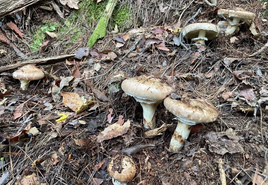 南信州産松茸　10/13夕方採り211g