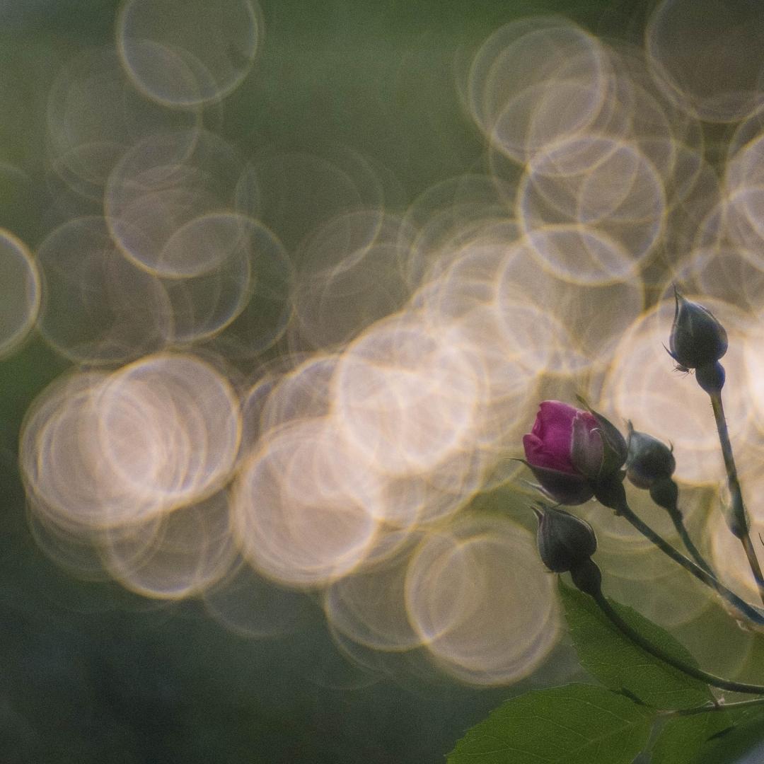 Meyer Optik Trioplan トリオプラン 100mm F2.8