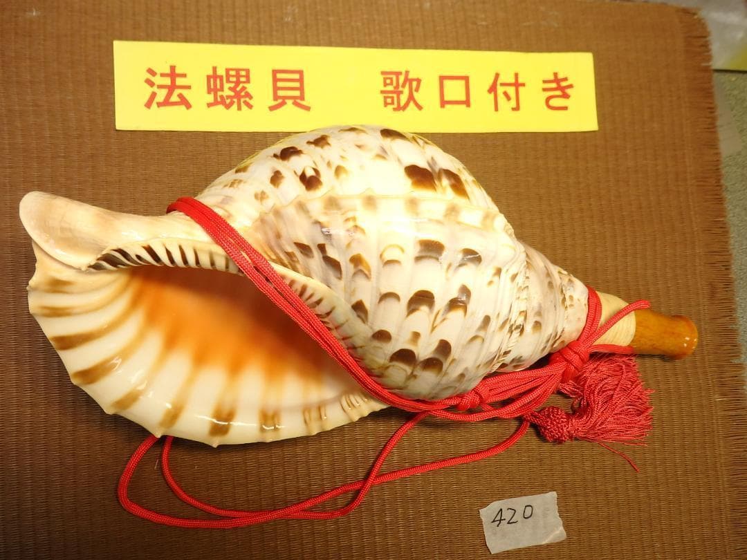 法螺貝 約36.5㎝ 木製歌口,赤紐付　新品　 MH-420