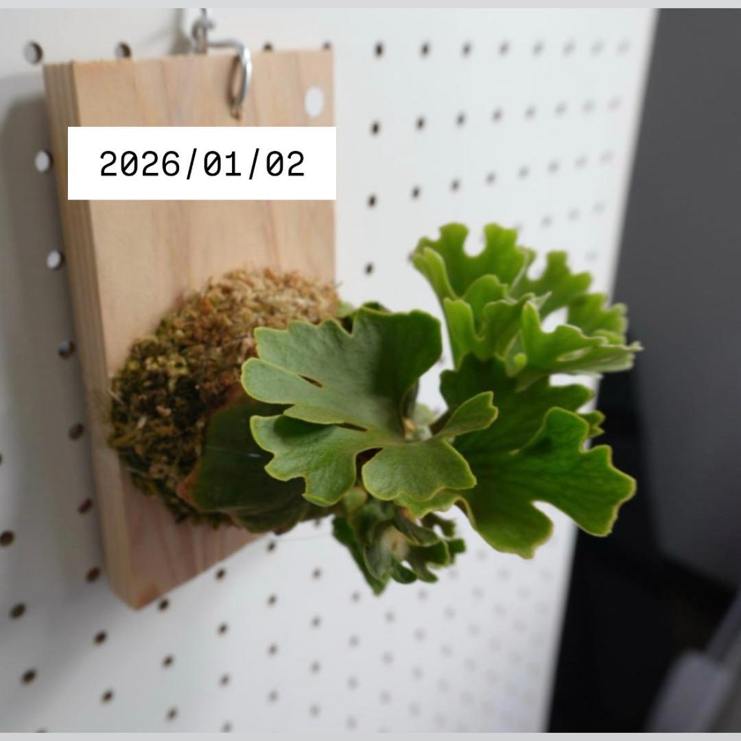 ビカクシダ リドレイ ドワーフ シルバー 小株 R-2