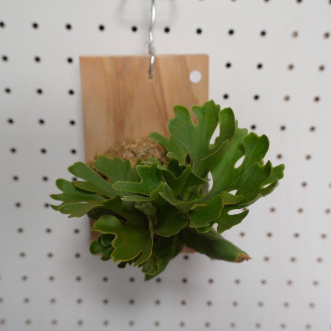 ビカクシダ リドレイ ドワーフ シルバー 小株 R-2