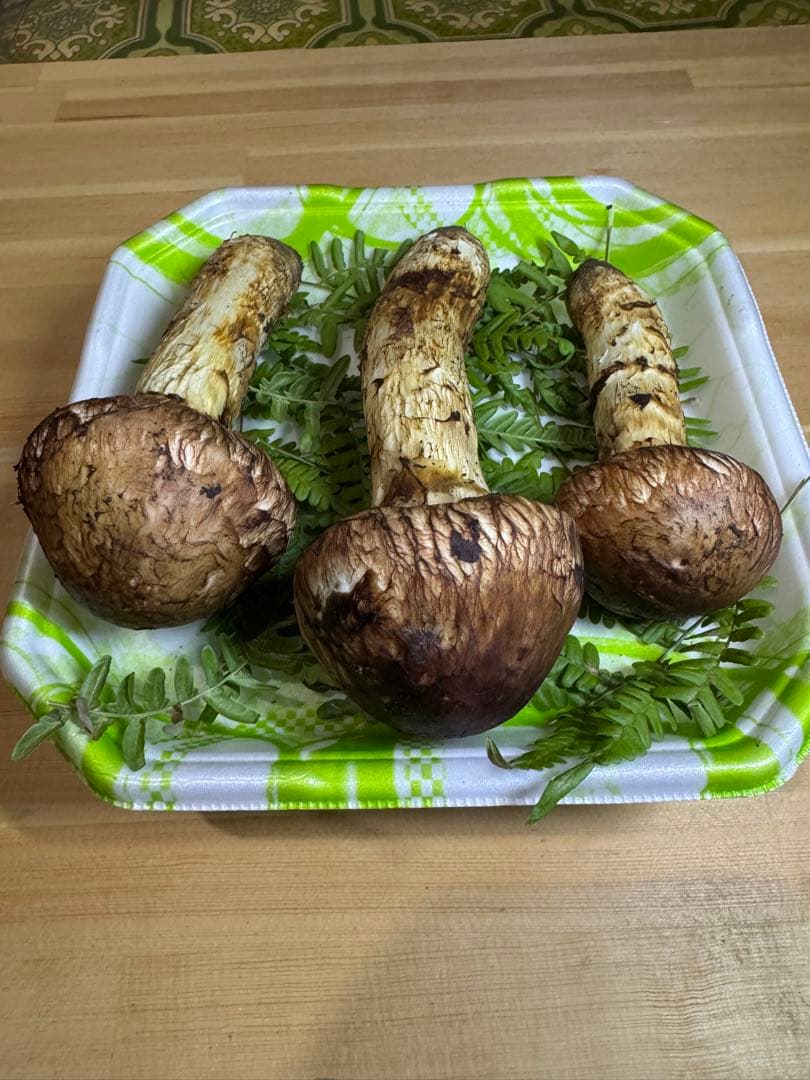 岩手県産　本日採れたて！　松茸　マツタケ　まつたけ　国産