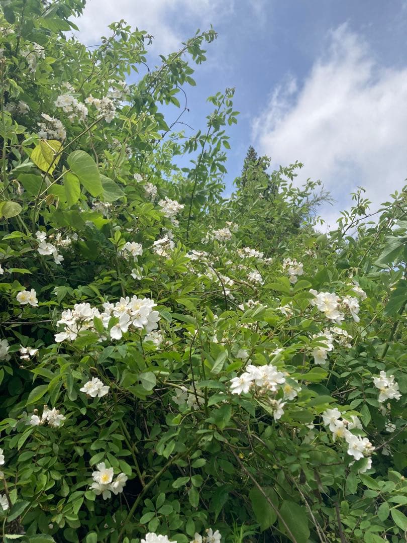 ココ　日本蜜蜂　生ハチミツ　蜂蜜