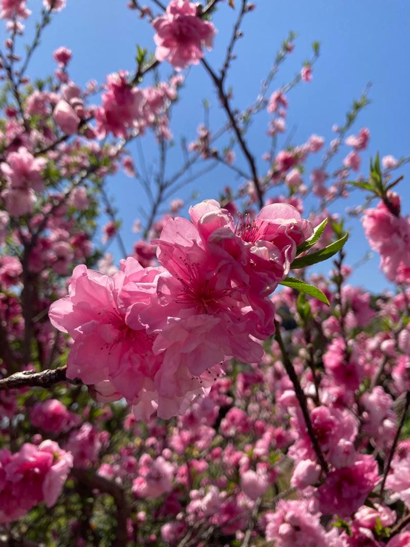 ココ　日本蜜蜂　生ハチミツ　蜂蜜
