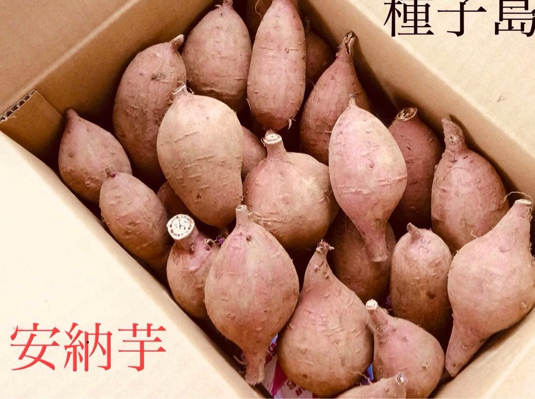 種子島産安納芋　MLサイズ20kgさつまいも 安納芋　どんと#88