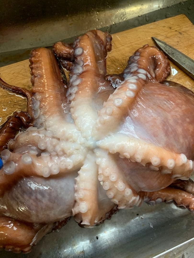 ご予約様分‼️朝獲れ新鮮水ダコ‼️脚2本‼️×4‼️冷凍