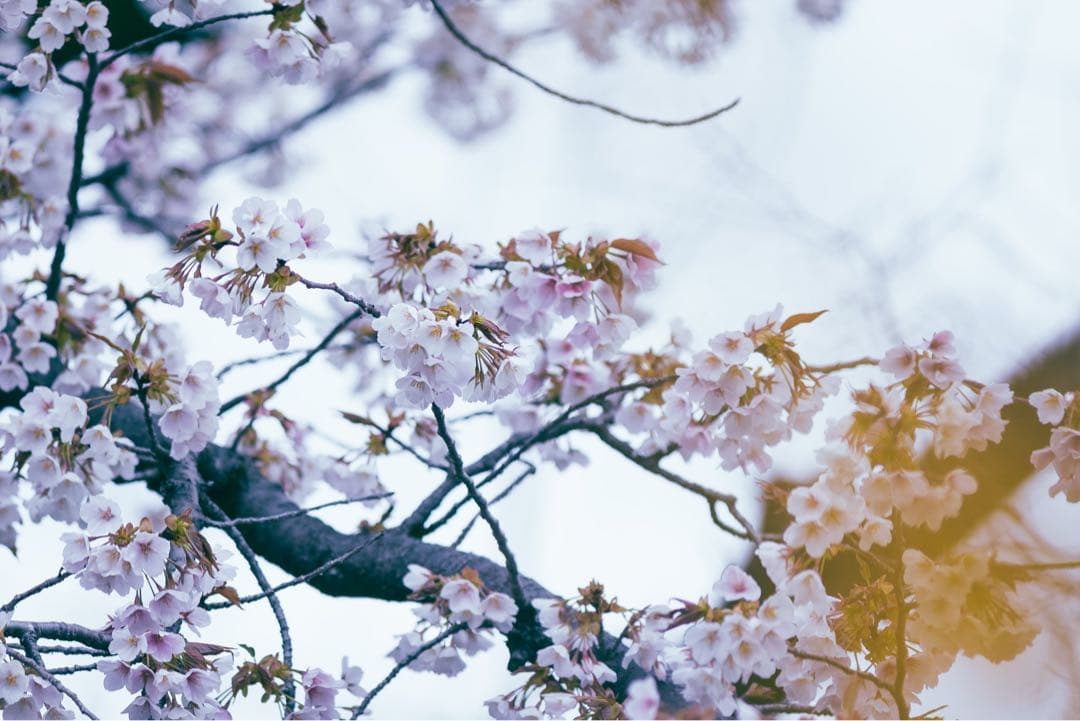 Canon EF 300mm f/4 L IS レンズ