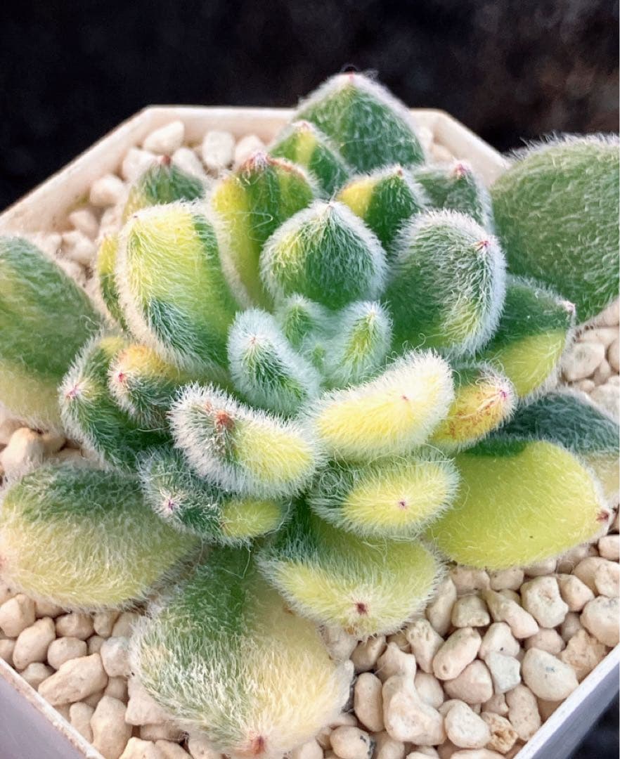 ⚠️専用　tocomero様ご確認用