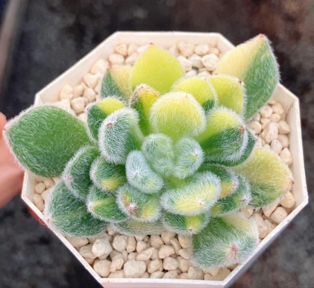 ⚠️専用　tocomero様ご確認用