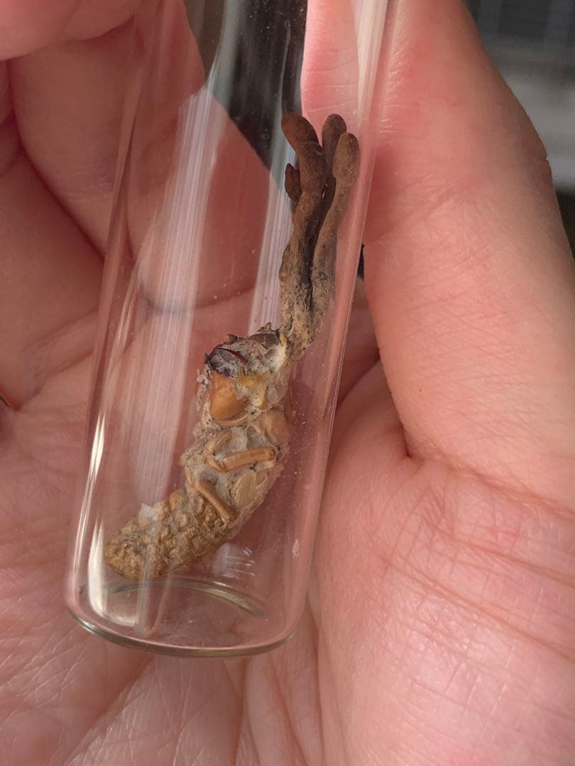 珍品！　冬虫夏草　セミ　昆虫標本　漢方　鉱物　隕石　呪物　根付　出土　人体標本