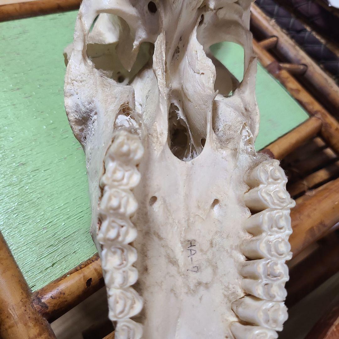 最終値下げ　バッファロースカル　牛頭蓋骨　壁掛け　オブジェ