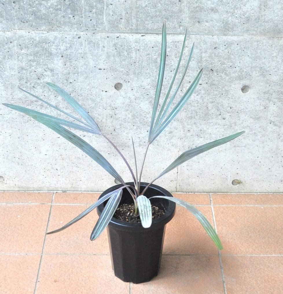 ビスマルキア 8号