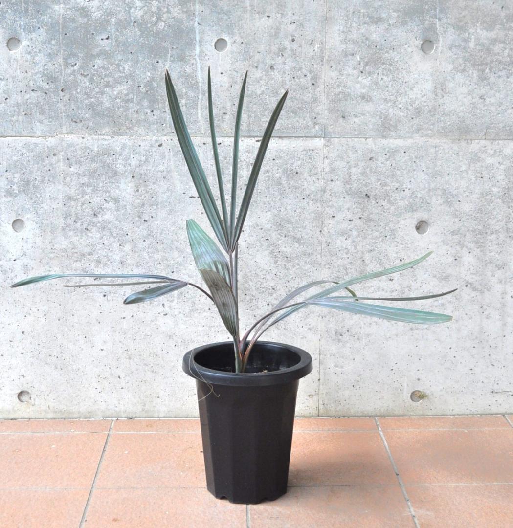 ビスマルキア 8号