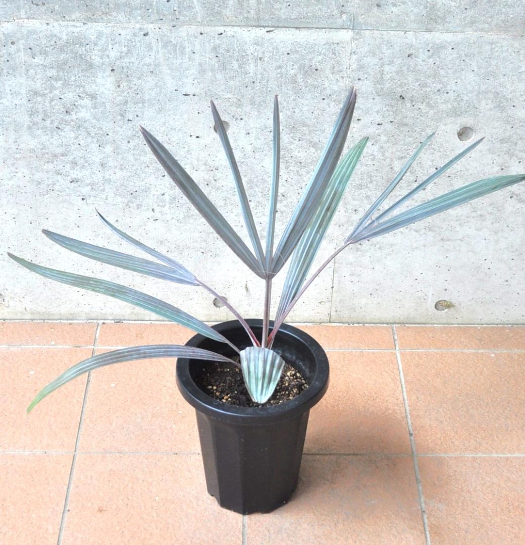 ビスマルキア 8号