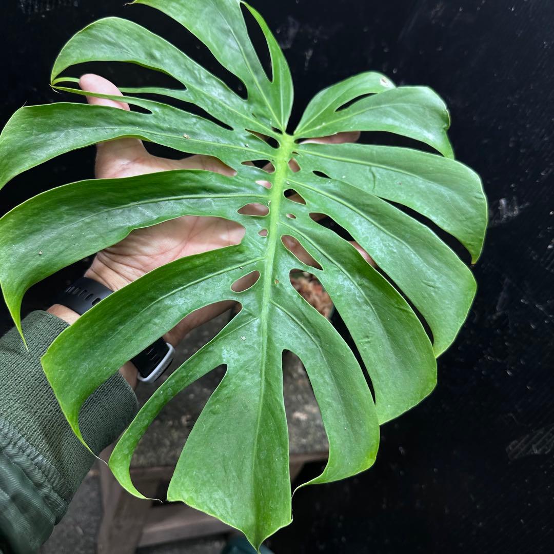 k*j様 モンステラデリシオーサマクロコズム超希少系統鉢植え47㎝