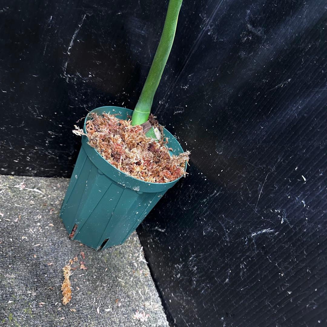 k*j様 モンステラデリシオーサマクロコズム超希少系統鉢植え47㎝