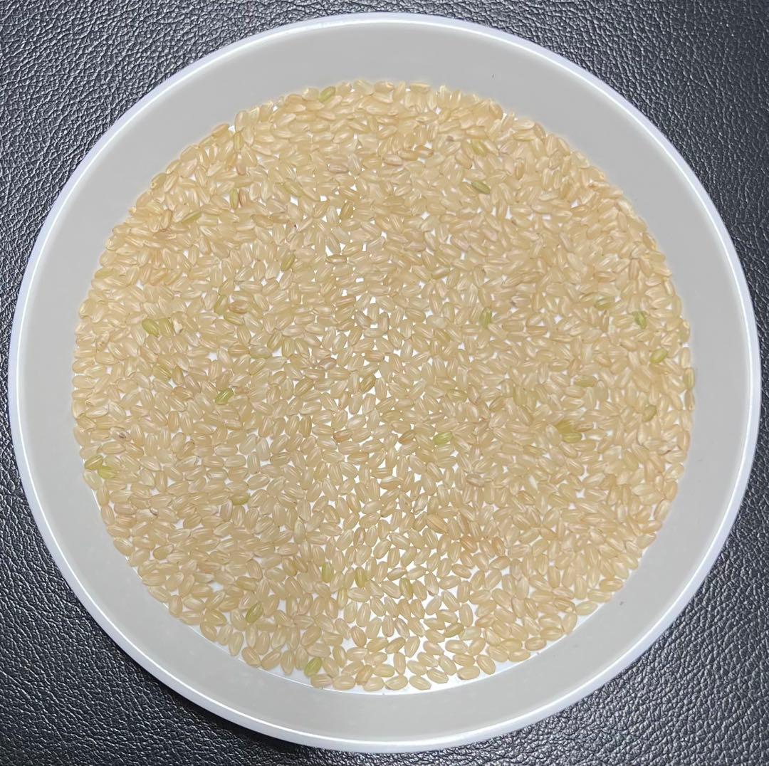 送料無料 令和7年産 京都丹後米 コシヒカリ 玄米 30kg