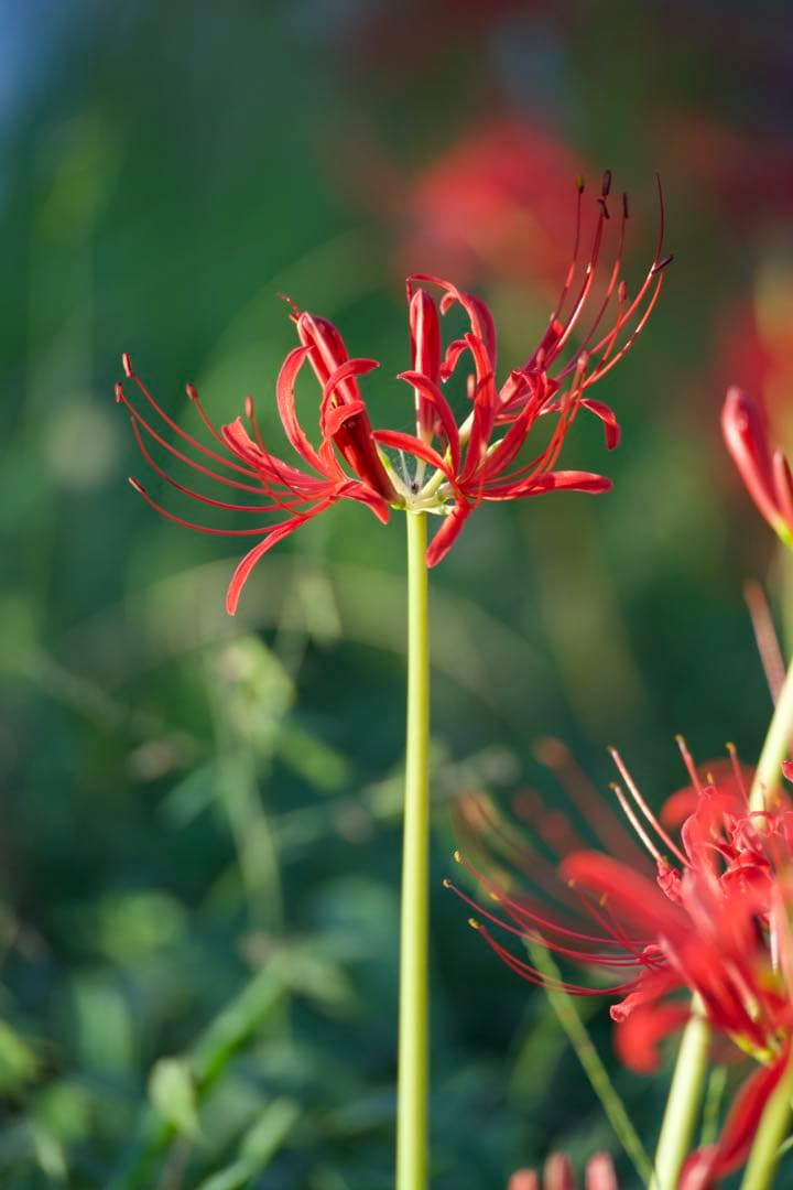 レンズ(単焦点) TAMRON 70-300mm F/4.5-6.3 Di III RXD