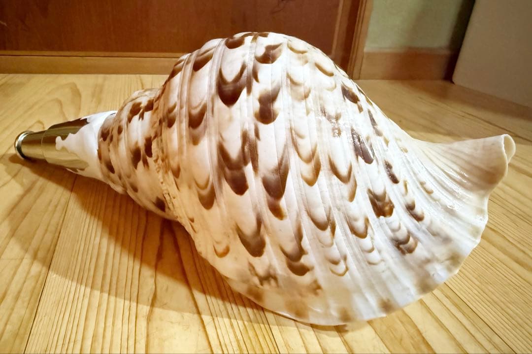 クリスマスセール❗️修験道法螺貝34㎝　山伏　熊よけ　魔除け❣️ホラガイ　ほら貝