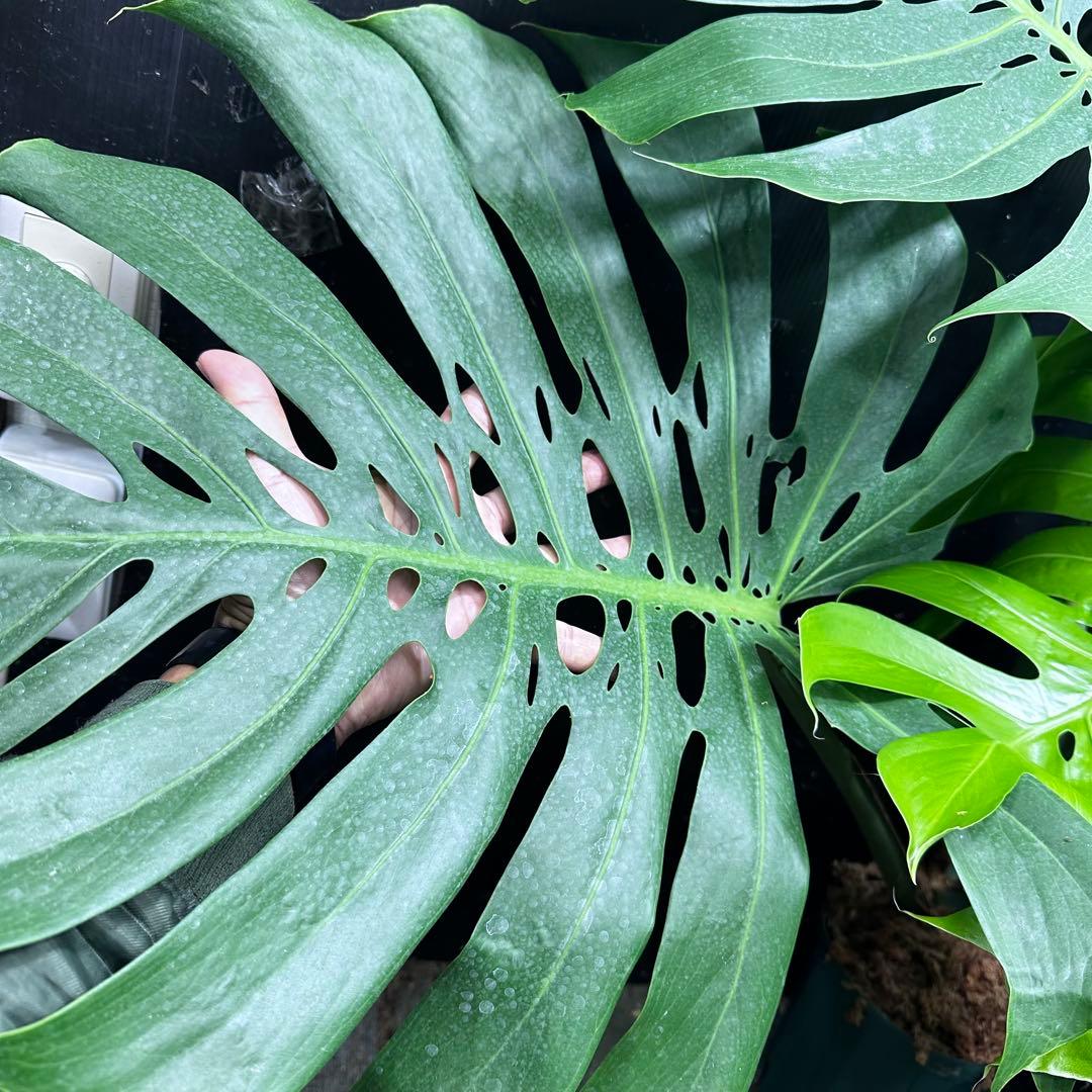 g*n様 モンステラデリシオーサマクロコズム超超大株超希少系統鉢植え高さ101㎝
