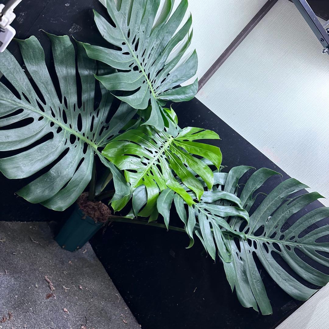 g*n様 モンステラデリシオーサマクロコズム超超大株超希少系統鉢植え高さ101㎝