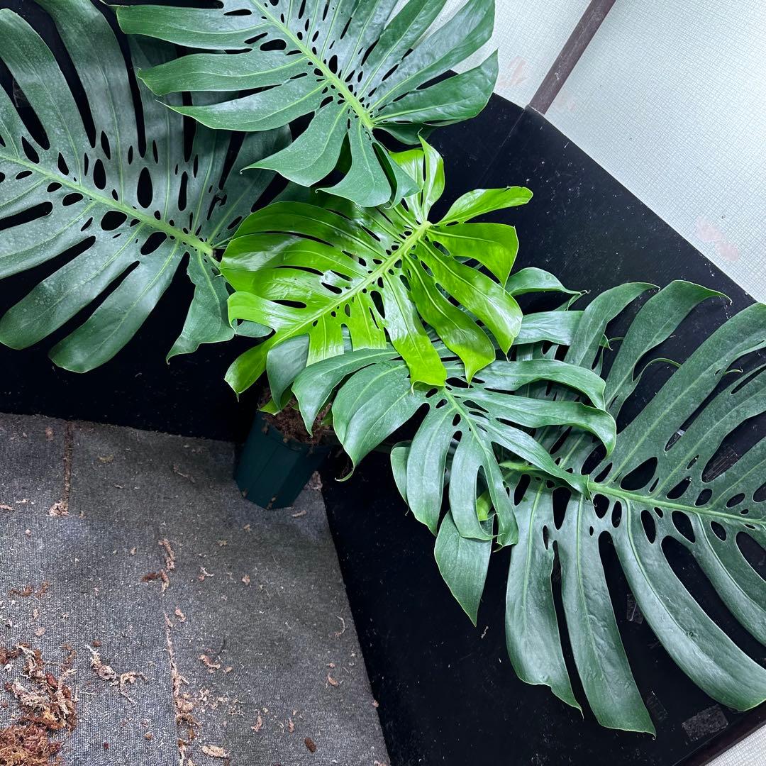 g*n様 モンステラデリシオーサマクロコズム超超大株超希少系統鉢植え高さ101㎝