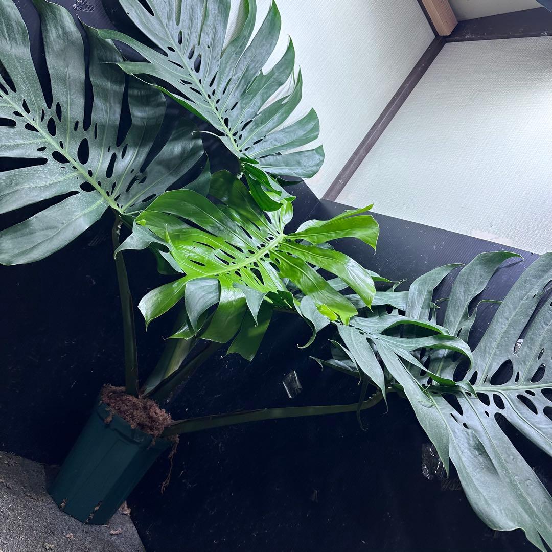 g*n様 モンステラデリシオーサマクロコズム超超大株超希少系統鉢植え高さ101㎝