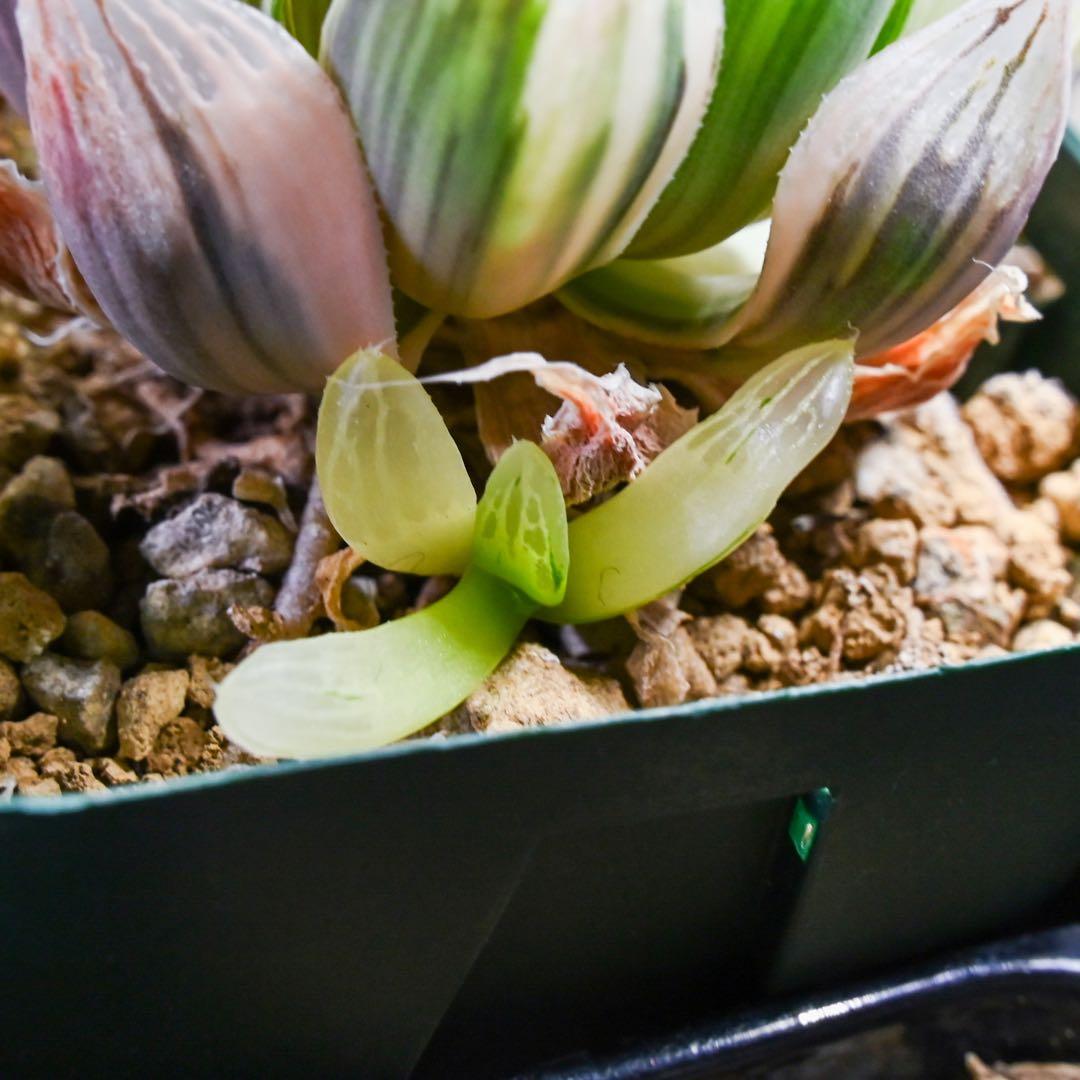 D*3様 ☆☆専用☆☆ハオルチア 白蛇伝