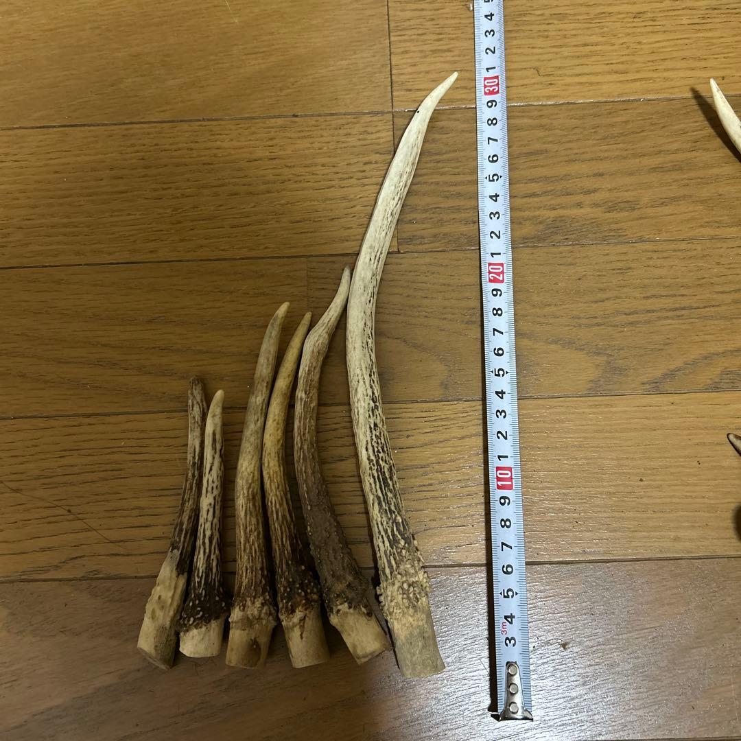 少し値下げしました ニホンジカ角 17本 インテリア装飾品、アクセサリー加工など