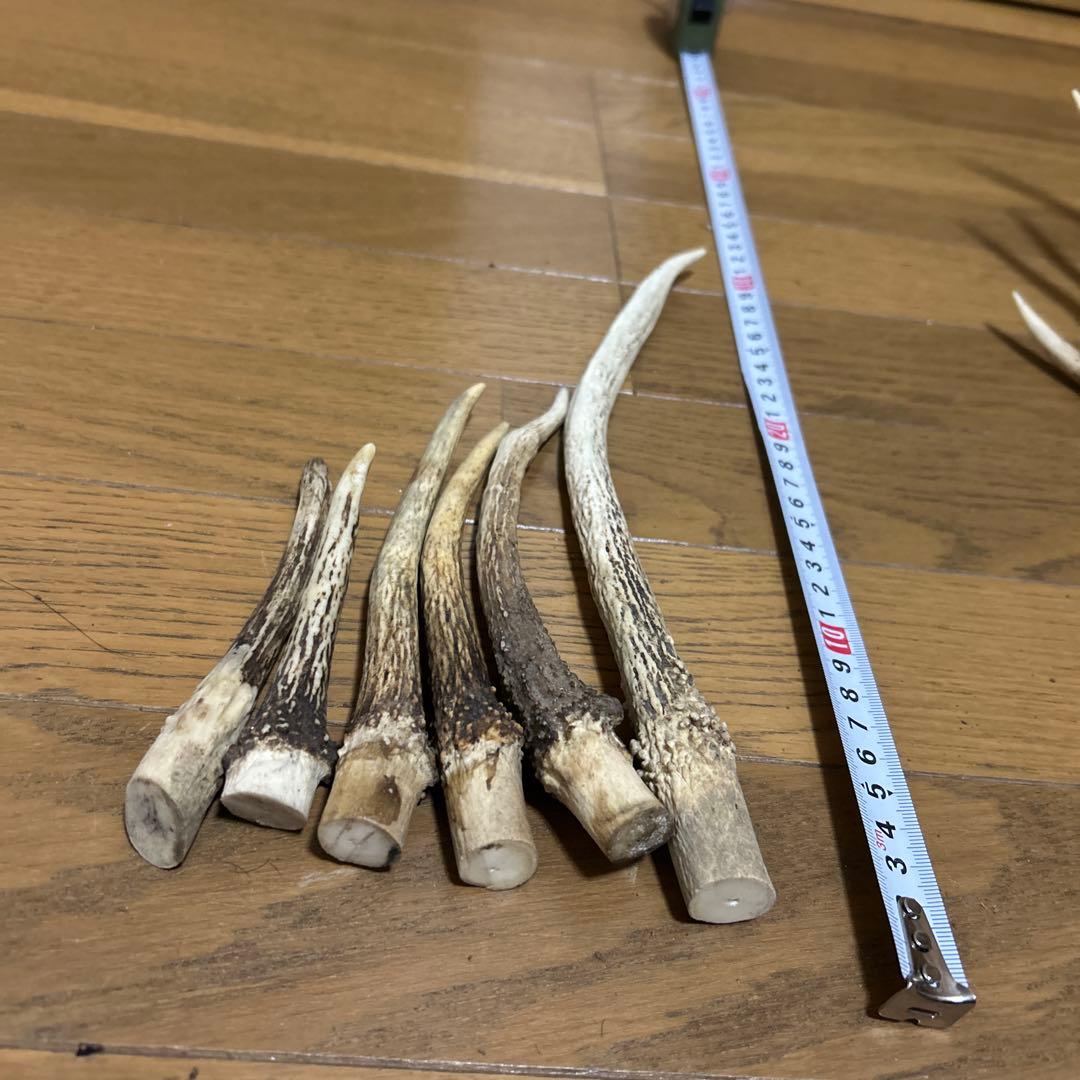 少し値下げしました ニホンジカ角 17本 インテリア装飾品、アクセサリー加工など