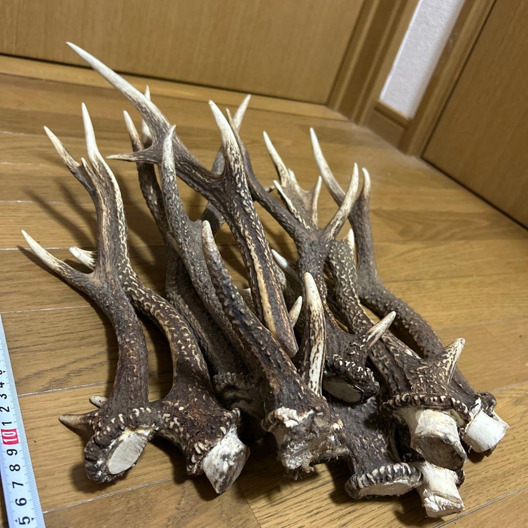 少し値下げしました ニホンジカ角 17本 インテリア装飾品、アクセサリー加工など
