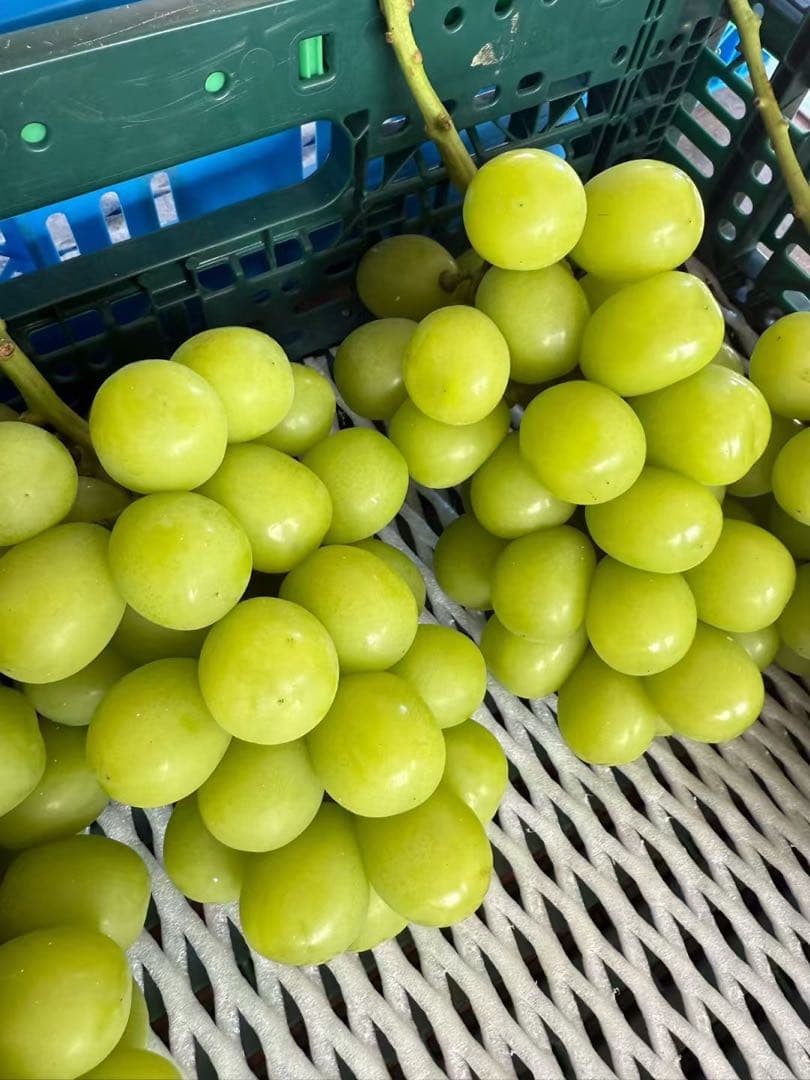 山梨県シャインマスカット5kgクール便