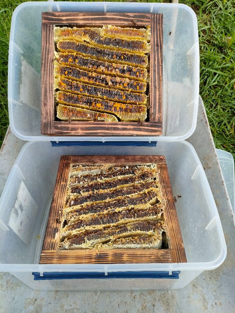 ぷぅ−、実容量600g×2瓶　日本ミツバチの蜂蜜