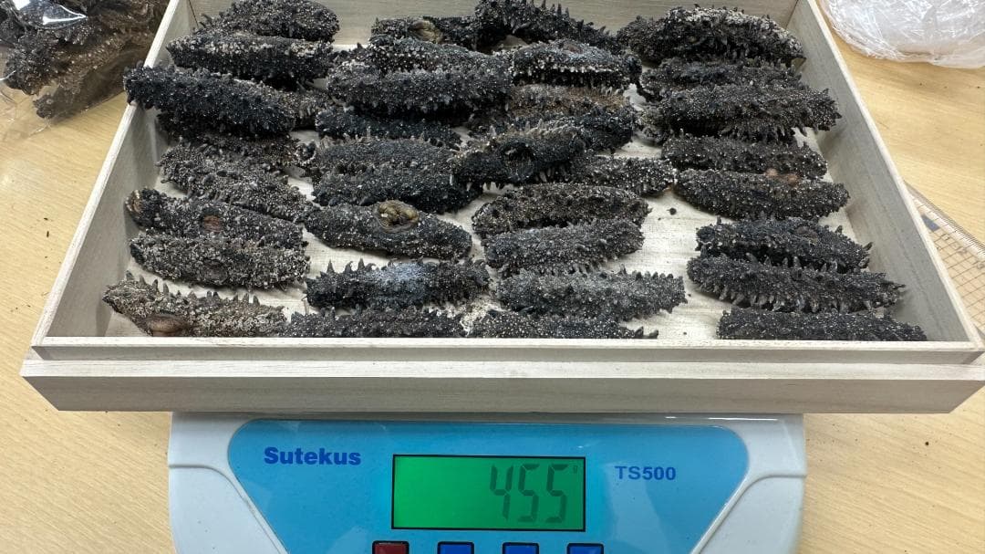 北海道産　乾燥ナマコ　お買い得です！