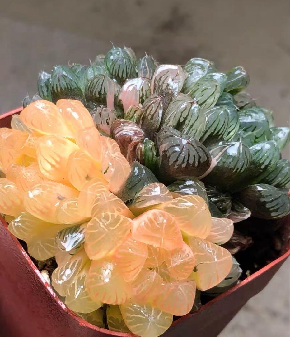 じ*む様 多肉植物　ハオルチア　藤乙オブツーサ錦　群生　鮮明錦　超美品