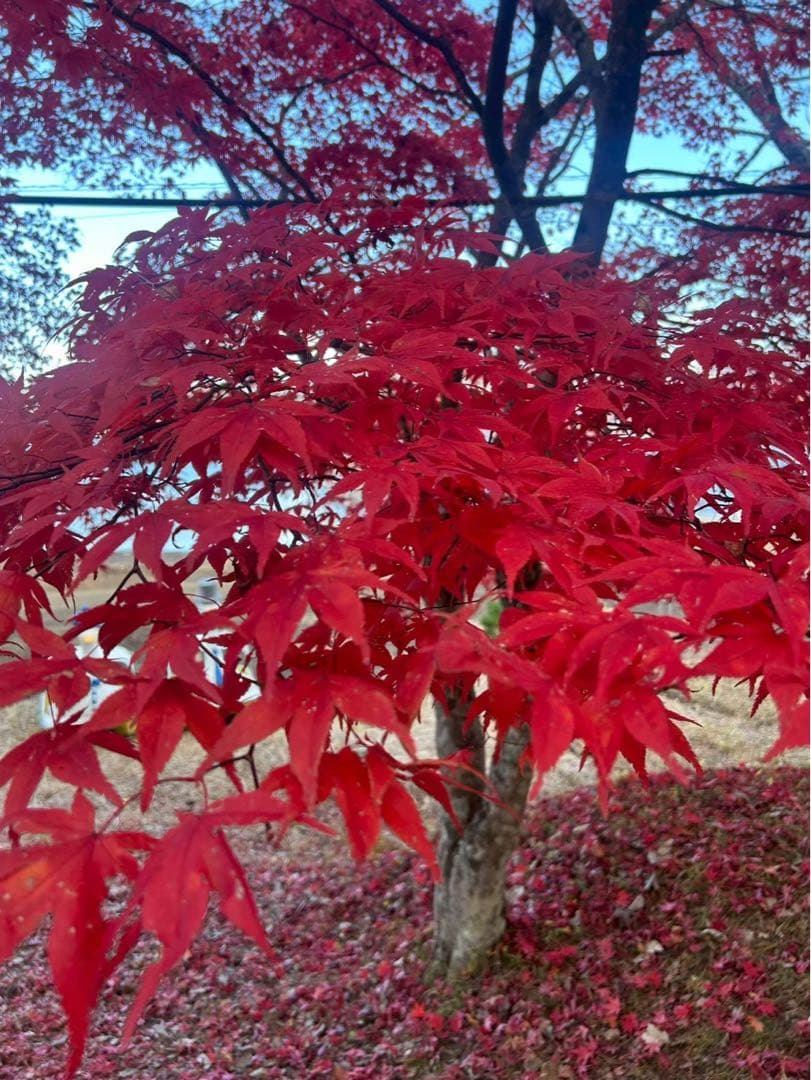 milkal 　Apple iPhone 14 スターライト