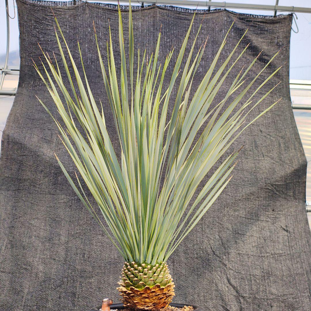 h*o様 ユッカ ロストラータ Hybrid No.2