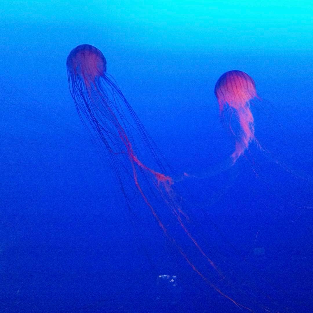 【マービー2号】